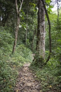 Pathway and Trees in tropical rainforest, Yelapa, Jalisco, Mexico