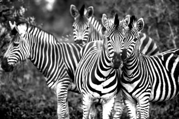 Black and white photo of a wild zebras family, beautiful animals of African continent, Kruger national park, safari game drive, South Africa