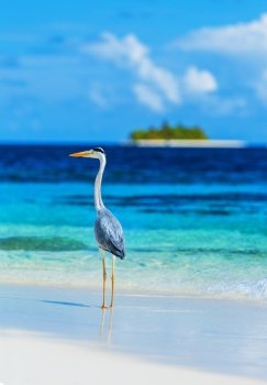 Grey heron standing on the beach on Maldives island, looking on the ocean, beautiful wild bird, exotic nature, summer tourism concept