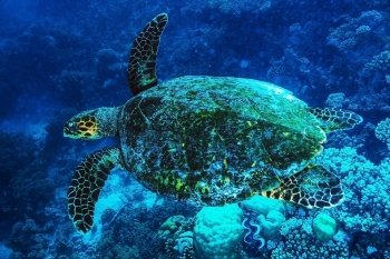 Big turtle swimming undersea, beautiful exotic water animal, wonderful marine life, summer travel and vacation concept