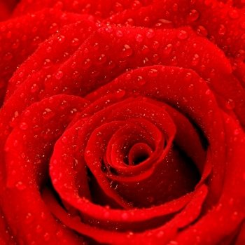 Photo of red rose background, beautiful fresh flower with dew drops on petals, abstract natural backdrop, birthday greeting card, romantic present, Valentines day, wedding postcard, love concept
