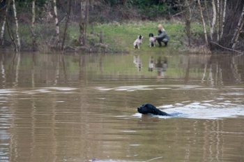 Labrador retrieving on a shoot over water while the owner looks on, across the pond, with two spaniels