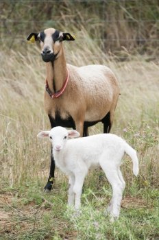 Pure bred Cameroon sheep with her Tarasconnais cross Cameroon lamb