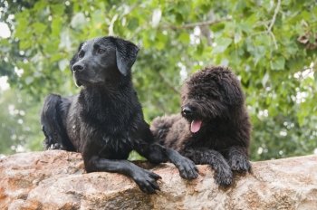 Portrait of a Labrador and a Bouvier Des Flandres puppy together
