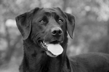 Portrait of a black labrador