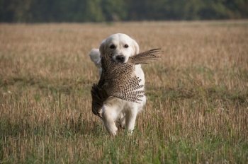 A Golden Retriever Retrieving A Pheasant On A Game Shoot