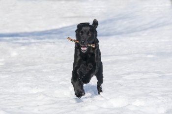 Black Labrador Playing In The Snow