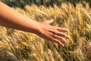 Mixed race African American young adult woman female girls hand feeling the top of a field of barley crop in golden sunlight at sunset or sunrise
