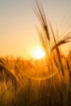 Golden ears of barley silhouetted at sunset or sunrise in field of crops growing on farm