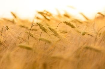 Close up macro shot of golden field of barley crops growing on farm at sunset or sunrise