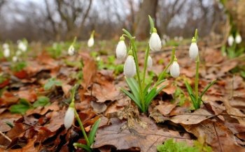 Snowdrops with dew drops  in forest 