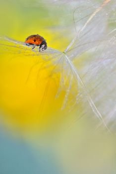 ladybug on dandelion and dew drops