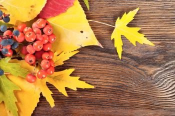 Autumn background with yellow leaves and red ripe berries