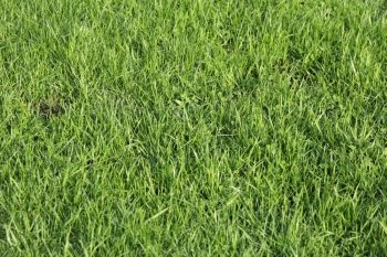 Lush green grass on the soccer field. Lush green grass on the soccer field.