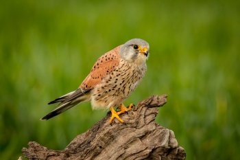 Beautiful bird of prey on a trunk with a natural green background