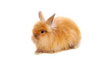 Beautiful brown rabbit toy with long and soft hair isolated on a white background