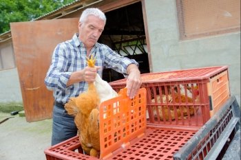 Man putting chickens into cages