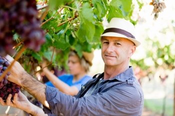 Man in vineyard. Man picking grapes in vineyard