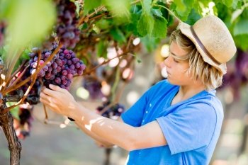 Boy in vineyard. Boy picking grapes in vineyard