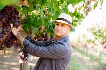 Man standing in vineyard. Man wearing hat picking grapes in vineyard