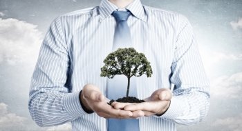 Green tree in soil. Close up of businessman holding in hands green tree concept