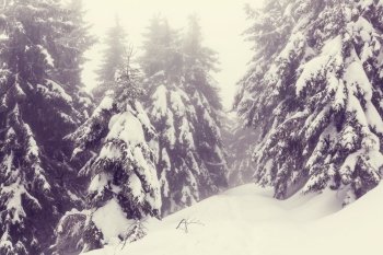 Winter scene forest covered with snow, toned like instagram filter