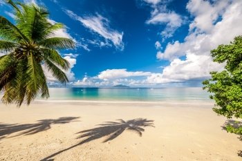 Beautiful beach with palm tree at Seychelles, Mahe