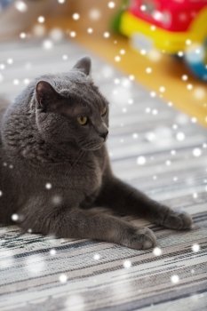 pet, breed and domestic animal concept - close up of british shorthair cat lying on carpet at home over snow