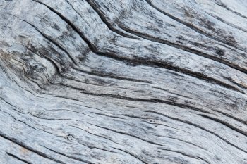 backgrounds and texture concept - close up of old weathered wooden board. close up of old weathered wooden board