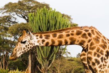 animal, nature and wildlife concept - giraffe at national reserve in africa. giraffe at national reserve in africa