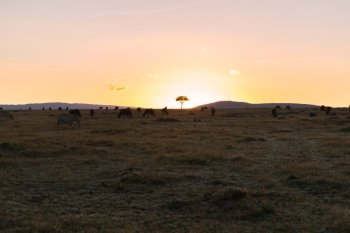 animal, nature and wildlife concept - group of different herbivore animals in maasai mara national reserve savannah at africa on sunset. group of herbivore animals in savannah at africa