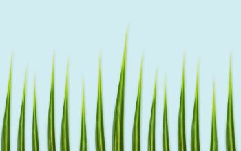 nature, organic and botany concept - green leaves or grass on blue background. green leaves or grass on blue background