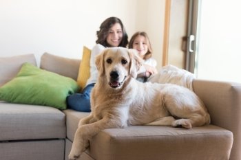 Golden Retriever Junior dog with her human family at home