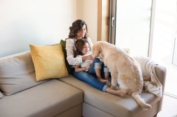 Golden Retriever Junior dog with her human family at home
