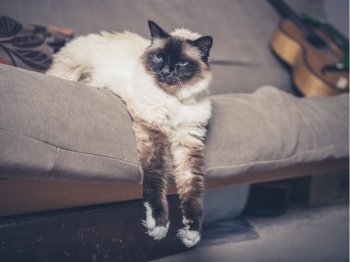 A pretty cat is relaxing on the edge of a sofa with his front legs hanging off the edge
