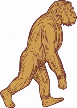 Drawing sketch style illustration of Homo habilis, a species of the tribe Hominini, during the Gelasian and early Calabrian stages of the Pleistocene period walking viewed from the side set on isolated white background. 