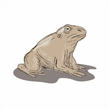  Illustration of a Toad Frog Sitting viewed from Side done in Drawing style.. Toad Frog Sitting Side Drawing