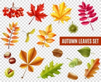 Autumn Leaves Transparent Set. Colorful autumn leaves from different trees chestnuts rowan and acorns isolated on transparent background flat vector illustration
