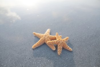 Pair of starfish on the beach