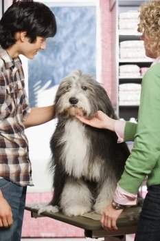 Sheepdog at pet grooming salon