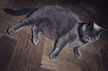 Grey British cat lying on the floor