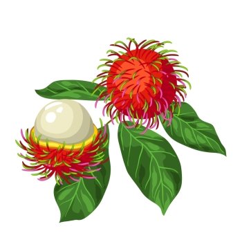 Rambutan isolated on white background. Illustration of tropical plant. Rambutan isolated on white background. Illustration of tropical plant.