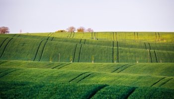 Spring green fields. Beautiful wavy spring view. Spring rolling landscape of South Moravia