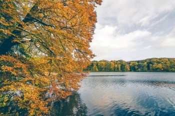Tree with golden autumn leaves hanging over a lake in autumn with dark water and a forest in colorful autumn colors in the background