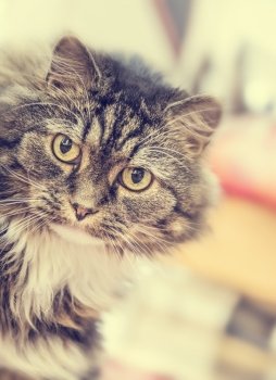 Fluffy house cat stares at  camera on blurred  living room background, toned