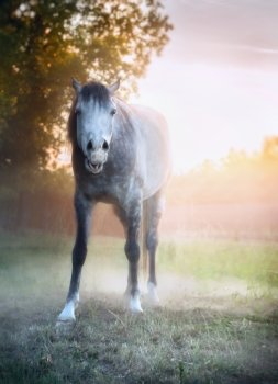 young gray horse yawn on morning summer pasture