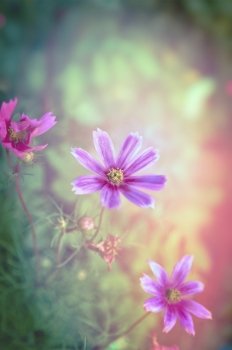 Pink flowers on magic garden background, toned