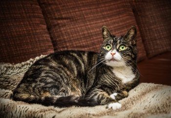 domestic cat cat is lying on brown couch at home