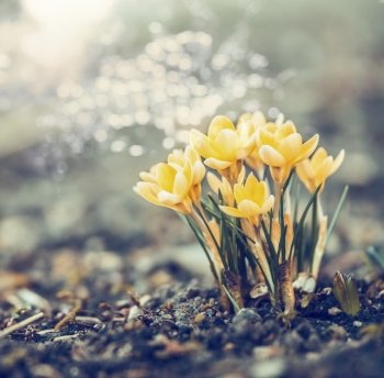 Yellow  crocuses flowers in garden or park with bokeh, spring outdoor nature background