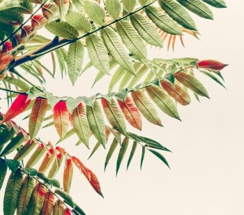 Beautiful green red leaves. Tropical leaves on light background. Autumn fall nature